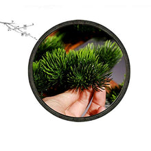 Creative Simulation Welcoming Pine Bonsai Living Room Desktop Green Plants Potted Corridor TV Cabinet Fake Flower Plants Decoration Gifts House Plant (Color : B)