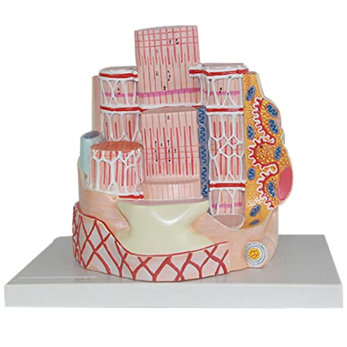 DACUDA Anatomy Model Skeletal Muscle Fiber Microanatomic (A)