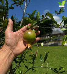 Votaniki Surh Anor Pomegranate Tree 3 Gallon Cold Hardy Live Fruiting Plant 2 to 3 Ft Tall with Sweet Flavorful Fruit for Outdoor Gardens Patio Containers and Orchards (Pack of 3)