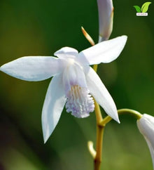 Votaniki Bletilla striata Alba Hardy Orchid #1 Size Root White Flowering Perennial with Iris Like Foliage for Woodland Gardens Borders Containers and Outdoor Landscapes