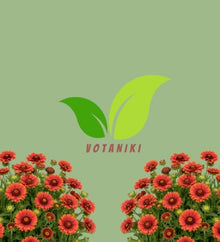 Votaniki Gaillardia aristata Arizona Red Shades Blanket Flower 3 Inch Root Starter Plant with Crimson Red Blooms for Borders, Containers, Cut Flowers and Butterfly Gardens