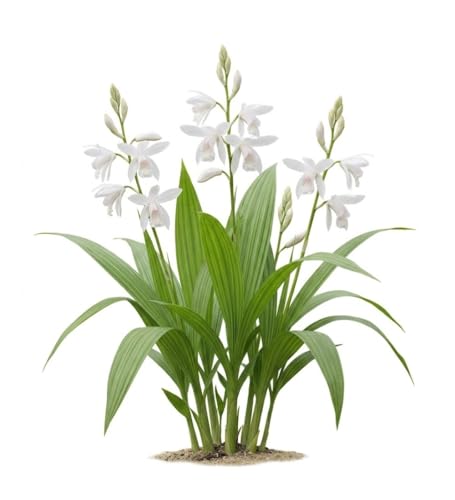 Votaniki Bletilla striata Alba Hardy Orchid #1 Size Root White Flowering Perennial with Iris Like Foliage for Woodland Gardens Borders Containers and Outdoor Landscapes