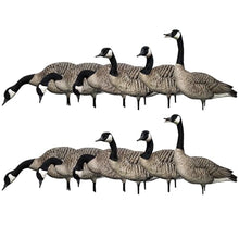 Avian-X AXP Honkers Fusion Pack Full Body Canada Goose Decoys Silver