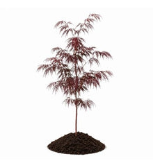 Votaniki Crimson Queen Japanese Maple Live Tree 2 to 3 Feet Tall with Dwarf Weeping Form and Red Foliage for Containers Poolside Gardens Landscape Accents and Specimen Planting