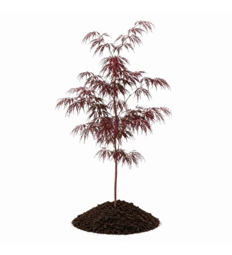 Votaniki Crimson Queen Japanese Maple Live Tree 2 to 3 Feet Tall with Dwarf Weeping Form and Red Foliage for Containers Poolside Gardens Landscape Accents and Specimen Planting