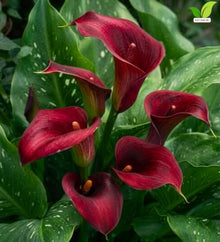 Votaniki Majestic Red Calla Lily Top Size Bulbs for Cut Flowers, Deep Red Summer Blooms with Speckled Foliage, Container and Border Garden Plant for Full Sun Landscapes