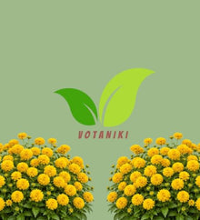 Votaniki Heliopsis helianthoides Rays for Days False Sunflower #1 Size Root, Double Golden Yellow Flowers for Borders, Containers, Cut Flowers and Butterfly Gardens