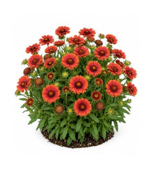 Votaniki Gaillardia aristata Arizona Red Shades Blanket Flower 3 Inch Root Starter Plant with Crimson Red Blooms for Borders, Containers, Cut Flowers and Butterfly Gardens