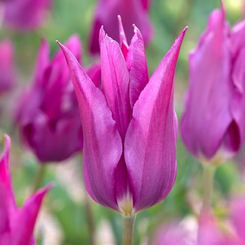 Garden State Bulb Lily Flowering Yume No Murasaki Tulip Flower Bulbs, 11/12cm (Bag of 250)