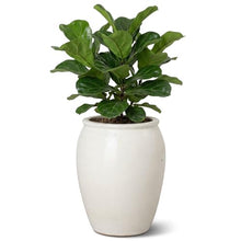 Emissary - Tall Jar Planter, White 16x20 H