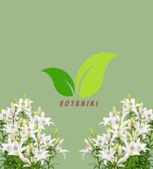 Votaniki Bright Diamond LA Hybrid Lily Top Size Bulbs, Fragrant Pure White Flowers with Lime Green Throats, Early to Mid Summer Blooms for Borders, Containers and Cutting Gardens