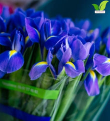 Votaniki Iris hollandica Blue Magic Dutch Iris Bulbs Deep Violet Blue Spring and Early Summer Blooming Flowers for Borders Landscaping Cottage Gardens and Cut Flower Displays