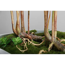 YXIANG56Q Fake Plants Artificial Plant Lifelike Natural Simulation Turtle Back Leaf with Ceramic Flower Pot Green Plant Bonsai for Modern Home Office Decoration Bonsai Tree