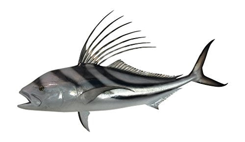 Mount This Fish Company 43" Roosterfish Wall Mount Trophy 43" Two Sided