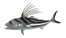 Mount This Fish Company 43" Roosterfish Wall Mount Trophy 43" Two Sided