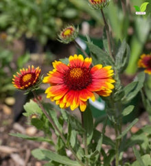 Votaniki Gaillardia aristata Arizona Sun Blanket Flower 3 Inch Root Starter Plant with Red and Yellow Blooms for Borders, Containers, Cut Flowers and Butterfly Gardens
