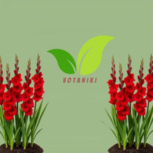 Votaniki Gladiolus Mascagni Top Size Bulbs Red Grandiflora Sword Lily Tall Flower Spikes Summer Blooming Cut Flower Garden Plant for Borders Full Sun (Pack of 250)