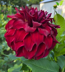 Votaniki Spartacus Dahlia #1 Size Clump Giant Velvet Red Summer Flowering Dahlia Tubers for Garden Borders Tall Cut Flower Displays and Outdoor Landscaping (Pack of 25)