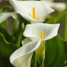 Votaniki Calla Aethiopica - Perennials & Long Lasting Blooms, Zantedeschia Aethiopica (White Calla Lily) Bulbs for Planting | Summer Flowering Bulbs, Easy to Grow (25 Pack)