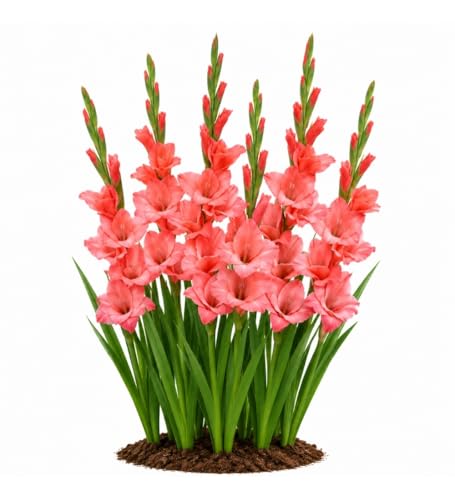 Votaniki Coral Salmon Gladiolus Bulbs Tall Sword Lily Summer Blooming Flowers for Garden Borders Cut Flower Arrangements Outdoor Landscaping and Beds (Pack of 250)