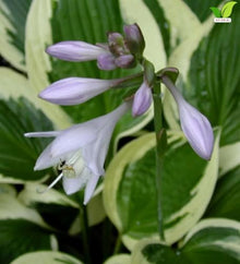 Votaniki Hosta Patriot #1 Size Root Variegated Dark Green White Foliage Lavender Flowers for Shade Gardens Woodland Borders Patio Containers and Landscape Planting
