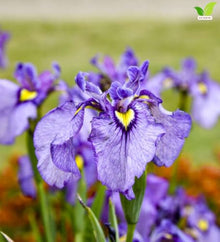 Votaniki Purple Dragon's Valley Pseudata Iris #1 Size Bare Root with Reddish Purple Blooms for Rain Gardens Borders Cut Flowers Mass Planting and Moist Garden Areas