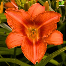 Votaniki Alabama Jubilee Daylily Top Size Root, Fiery Red Orange 7 Inch Fragrant Flowers, 30 Inch Summer Perennial for Sunny Borders, Containers and Pollinator Gardens