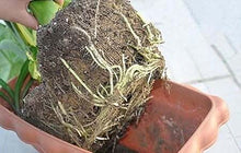 Soil Vigor Plant Survival Solution Without Water (45 Pounds) White