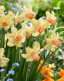 Cyclamineus Narcissus Prototype Bulbs for Planting Pink Yellow Daffodil Bulbs Reflexed Petals Early Spring Flower Bulbs for Garden Beds Borders Containers Outdoor Planting (Pack of 250)