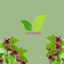 Votaniki Sweetshrub Calycanthus floridus Live Plant Fragrant Reddish Maroon Flowers Spring Blooming Shrub for Garden Borders Outdoor Landscaping Full Sun Partial Shade (Pack of 25)