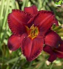 Votaniki Chicago Apache Daylily Bare Root Perennial Plant Scarlet Red Flowers with Yellow Watermark for Full Sun Borders Containers Mass Planting and Pollinator Gardens