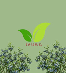 Votaniki Earliblue Blueberry #1 Size Plant, Early Season Sweet Light Blue Fruit, Upright Northern Highbush Shrub for Acidic Soil, Gardens, Patios and Edible Landscapes