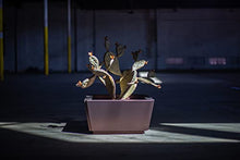 Desert Steel Prickly Pear Cactus - Indoor/Outdoor Metal Yard Art & Yard Decor, All Weather - Round (20”H x 26”W x 23" D)