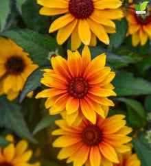 Votaniki Heliopsis helianthoides Sundial False Sunflower #1 Size Root, Gold Flowers with Red Eyes, Native Perennial for Borders, Containers, Cut Flowers and Butterfly Gardens