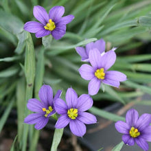 Votaniki Sisyrinchium angustifolium ‘Lucerne’ (Blue-Eyed Grass) - #1 Size Root for Planting – Perennial Garden Plant for Sun and Shade | Pollinator-Friendly, Easy to Grow (25 Pack)