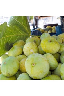 SODEF Potted Mut Fig Tree Sapling | Unique Regional Variety from Mersin | Sweet, Aromatic, and Juicy Figs | Grafted Fruit Tree for Gardens and Pots | Year-Round Planting