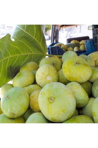 SODEF Potted Mut Fig Tree Sapling | Unique Regional Variety from Mersin | Sweet, Aromatic, and Juicy Figs | Grafted Fruit Tree for Gardens and Pots | Year-Round Planting