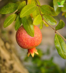 Votaniki Surh Anor Pomegranate Tree 3 Gallon Cold Hardy Live Fruiting Plant 2 to 3 Ft Tall with Sweet Flavorful Fruit for Outdoor Gardens Patio Containers and Orchards (Pack of 3)