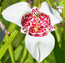 Votaniki Tigridia Pavonia Alba Grandiflora Bulbs for Planting White Tiger Flower Summer Blooming Perennial Easy to Grow Garden Beds Borders Containers Cut Flowers (250 Pack)