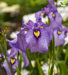 Votaniki Purple Dragon's Valley Pseudata Iris #1 Size Bare Root with Reddish Purple Blooms for Rain Gardens Borders Cut Flowers Mass Planting and Moist Garden Areas