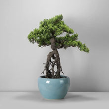YXIANG56Q Fake Plants Artificial Bonsai Tree, Potted Artificial House Plants, Fake Plant Decoration, Japanese Pine for Desktop Zen Garden Home Office Decor, Height 26'' Bonsai Tree