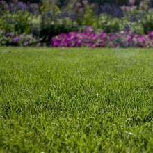 Outsidepride Supreme Kentucky Bluegrass Seed Mix - 50 lbs Cold Tolerant, Lawn Grass w/OptiGrowth Coating for Seed Enhancement, Ideal for Home, Parks, & Athletic Fields