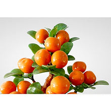 Artificial Trees Tabletop Bonsai Tree Jade Orange Tree Artificia Jade Bonsai Creative High-end Orange Tree Ornaments for Home Office Wealth Decor Simulated Pine