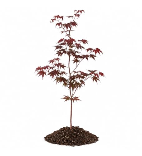 Votaniki Bloodgood Japanese Maple Live Tree 2 to 3 Feet Tall Acer palmatum with Burgundy Red Foliage for Containers Small Gardens Landscape Accents and Specimen Planting