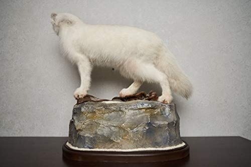 Generic Arctic Fox Taxidermy Mount Lifesize White