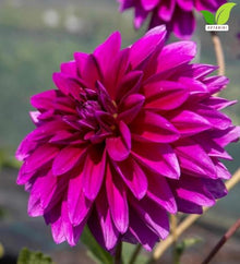 Votaniki Dahlia Le Baron Top Size Tubers Large Decorative Deep Purplish Red Fully Double Flowers Summer to Fall Bloom Plant for Borders Bouquets and Cut Flower Gardens (Pack of 25)