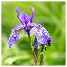 Everwilde Farms - 1 Lb Northern Blue Flag Native Wildflower Seeds - Gold Vault