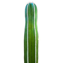 Cactus Outlet - Mexican Fence Post Cacti - Cactus Plants Live, 36”+ Live Plants Indoor & Outdoor Use, Rare Large Live Cactus - Landscape Ready Large Cactus Plant Live Delivered Right to Your Door
