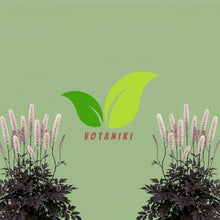 Votaniki Cimicifuga Chocoholic Perennial Roots Dark Bronze Purple Foliage Fragrant White Pink Bottlebrush Flowers for Shade Gardens Woodland Borders and Cut Flower Displays