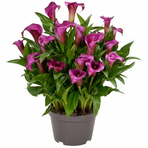 Votaniki Zantedeschia Paco Calla Lily Bulbs Dark Purple Flowers with Mauve Border for Garden Pots Cut Flower Production Late Spring Summer Bloom Container Plants (Pack of 25)